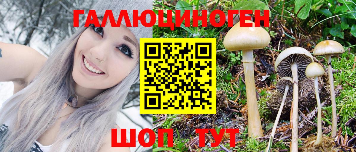 Псилоцибиновые грибы Cubensis Волхов